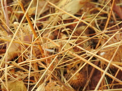 Geomantis larvoides