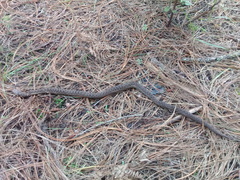 Thamnophis sumichrasti