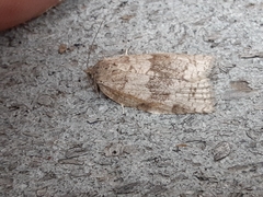 Choristoneura conflictana