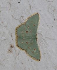 Comostola meritaria
