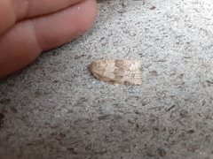 Choristoneura conflictana