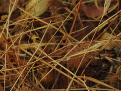 Geomantis larvoides