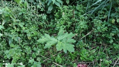 Heracleum sosnowskyi