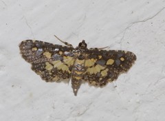 Eurrhyparodes bracteolalis