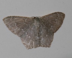Maxates hemitheoides-lactipuncta-microdonta