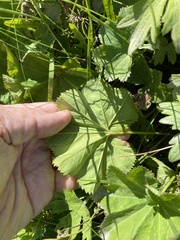 Alchemilla glomerulans