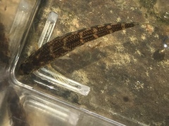 Etheostoma tallapoosae