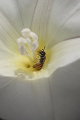 Micralictoides ruficaudus