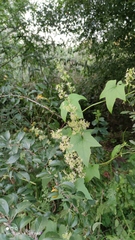 Echinocystis lobata
