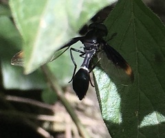Mimocalla gigantea