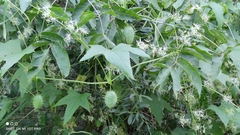 Echinocystis lobata