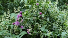 Carduus crispus