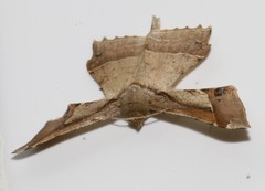 Krananda latimarginaria