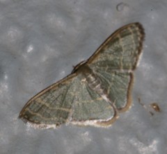 Lophophleps triangularis