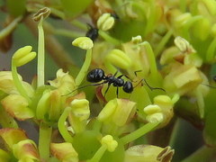 Camponotus werthi