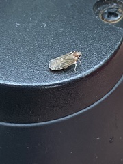 Synecdoche impunctata