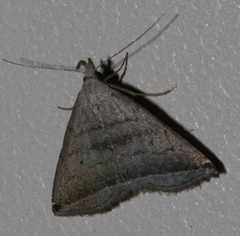 Lysimelia neleusalis