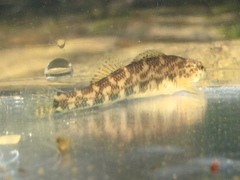 Etheostoma tallapoosae