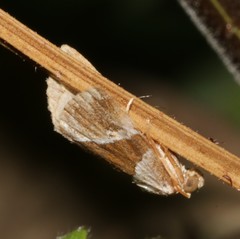 Maliattha separata