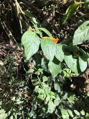 Mimocalla gigantea