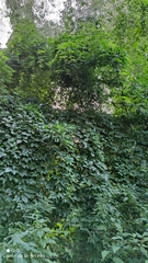 Parthenocissus inserta