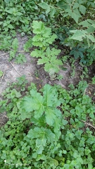 Heracleum sosnowskyi