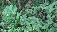 Heracleum sosnowskyi