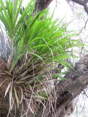 Cyrtopodium paniculatum