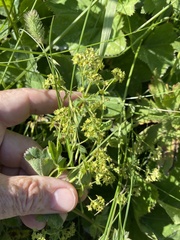 Alchemilla glomerulans