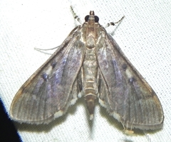 Herpetogramma sphingealis