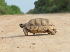 Chelonoidis chilensis