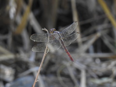 Orthemis schmidti