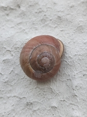 Cepaea nemoralis