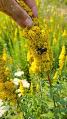 Bombus nevadensis