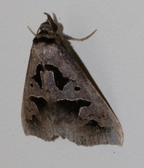 Tephriopis divulsa