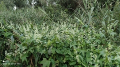 Echinocystis lobata