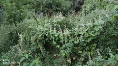 Echinocystis lobata