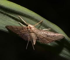 Omiodes