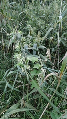 Echinocystis lobata