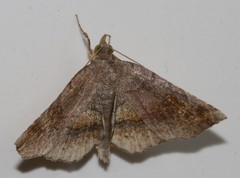 Pangrapta obscurata