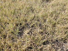 Bouteloua dactyloides