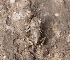 Scaphiopodidae
