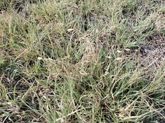 Bouteloua dactyloides