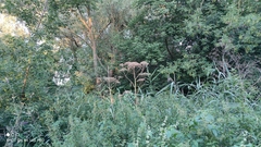 Heracleum sosnowskyi