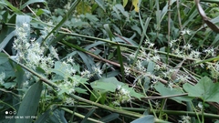 Echinocystis lobata