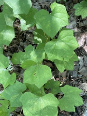 Menispermum canadense