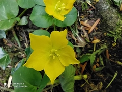 Lysimachia nummularia