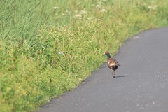 Phasianus colchicus