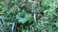 Heracleum sosnowskyi