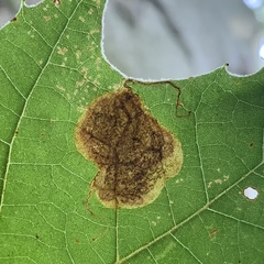 Ectoedemia platanella